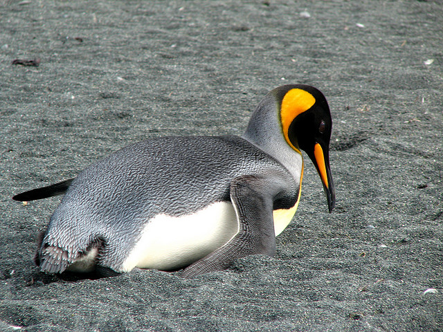Emperor penguin of Macquarie island