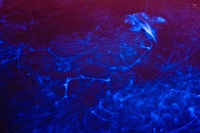 Bioluminescent plankton