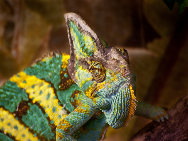 veiled chameleon changing colors