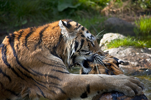 Tiger with its prey