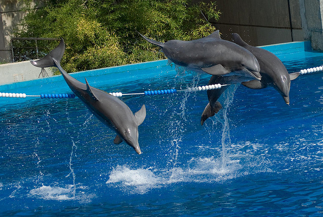 bottlenosed dolphins