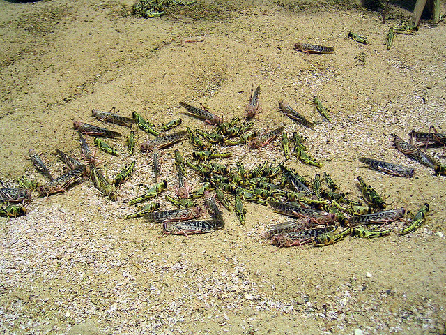 Locusts from Egypt Envelope Israel