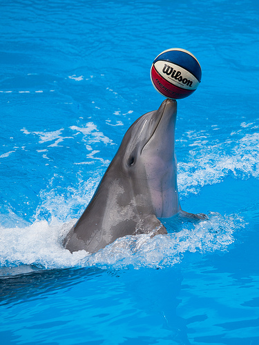 playful bottlenose dolphin