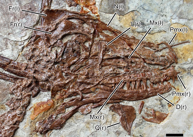 Microraptor jaw, showing its teeth