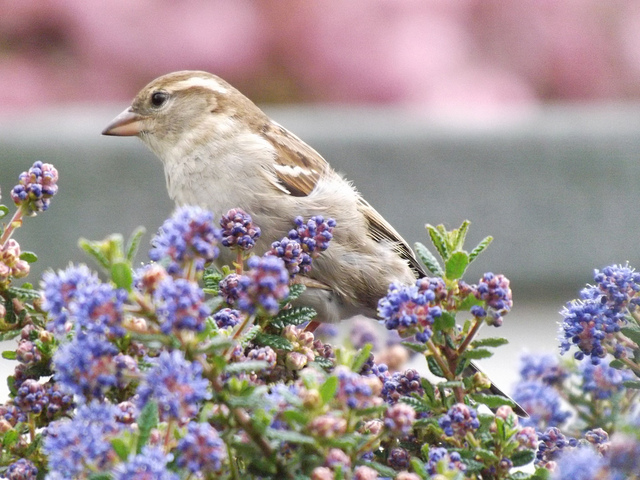 Missing Sparrows