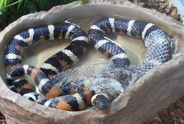 Snake shedding its skin