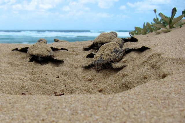 Leatherback turtles