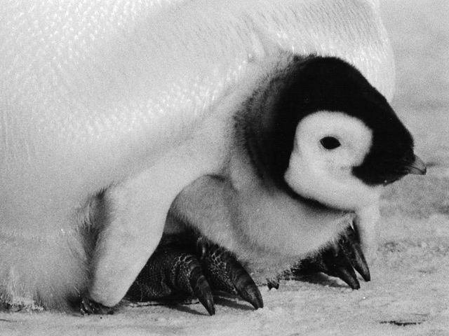 Emperor Penguin Chick inside a brood pouch
