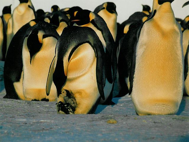 Emperor Penguin Feeding Chick