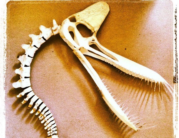 Bone headed dinosaur