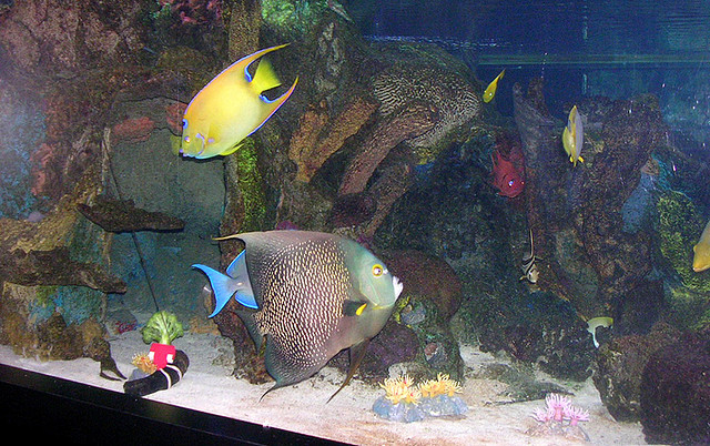 Fishy in my Aquarium