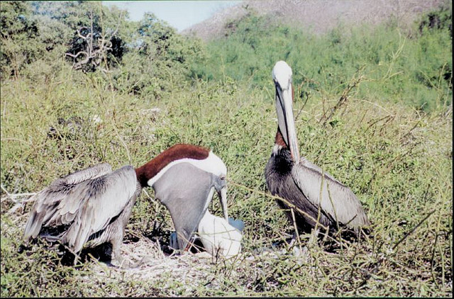 Baby pelican eating fish fro mother's pouch