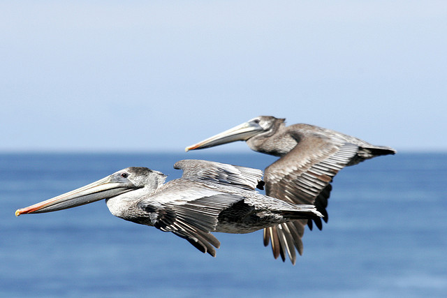 Flying pelican