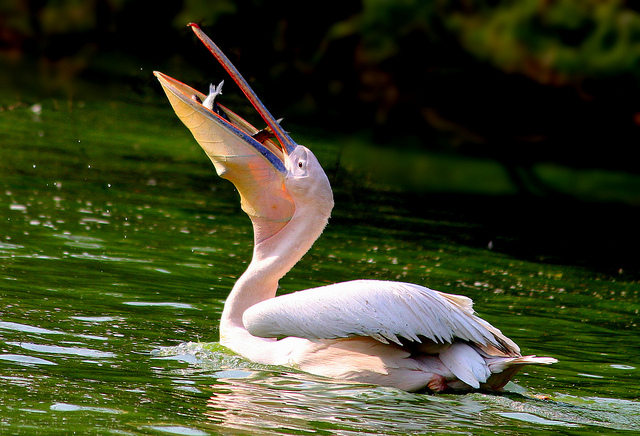 The Fisherman Bird – Pelican