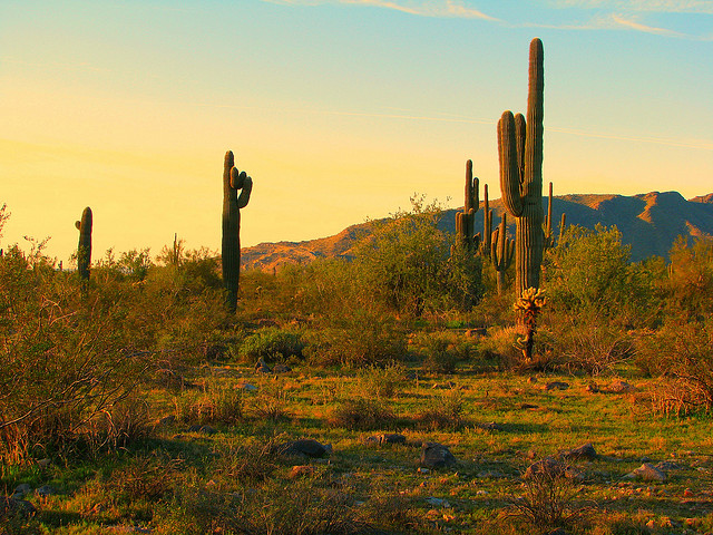 Saguaro cactus in Arizona