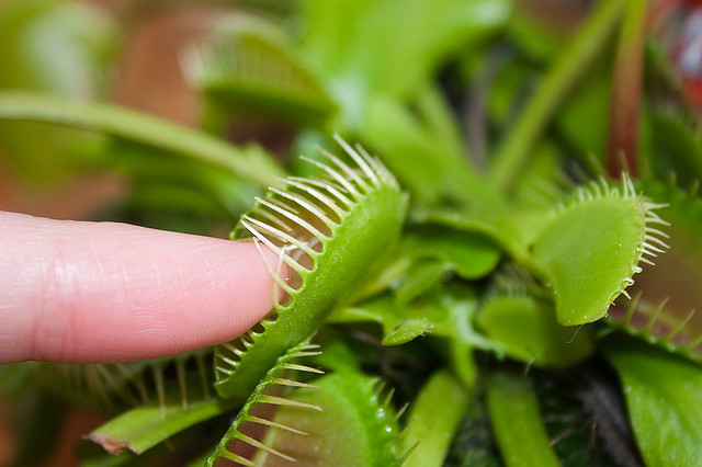 Venus Fly trap