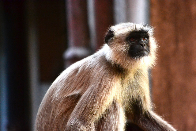 Langur