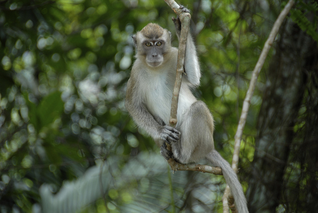 Long tail Macaque - Old world monkey