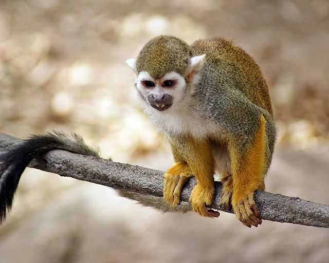 Ornate Spider Monkey - New World monkey