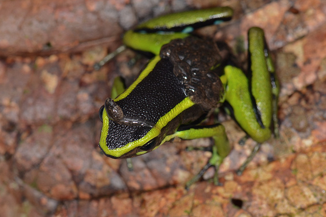 Poison dart frog carrying tadpoles on back