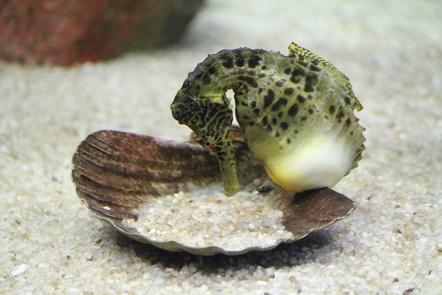 Seahorse ready to give birth