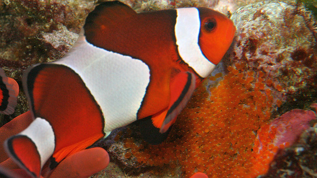 Finding Clown Fish