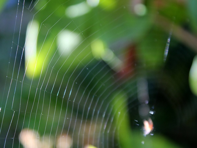 Spider Silk or Electrical Conductor?