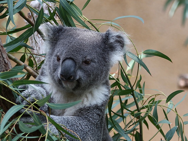Koala on a eucalyptus tree