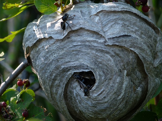 Black wasp home looks like a claypot