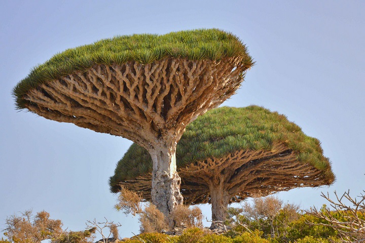 Dragon blood tree