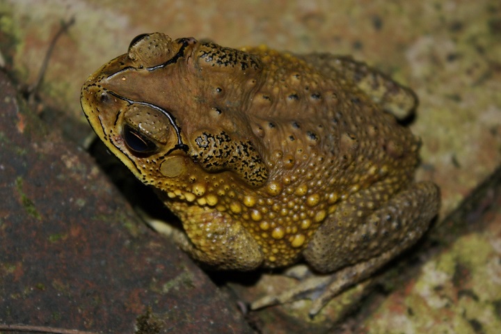 Asian_Common_Toad_(Duttaphrynus_melanostictus)