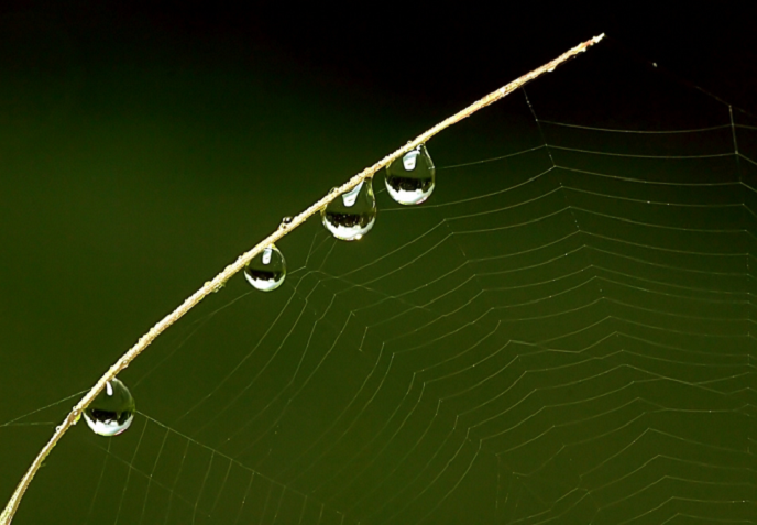 Dew drops on spider web