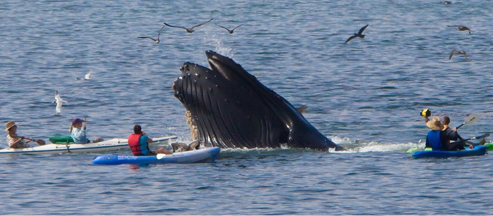 Humpback-with-marine-birds