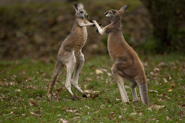 Kangaroos Did Not Always Hop