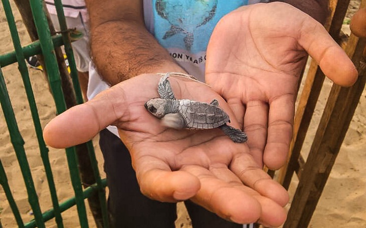 Baby Olive Ridley
