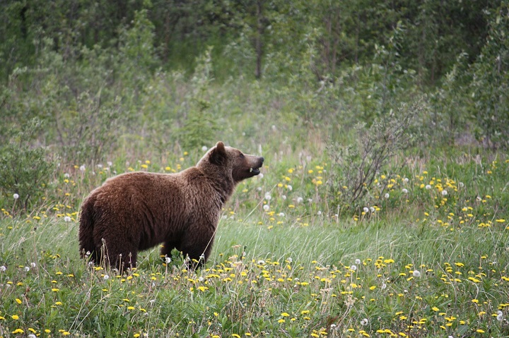 Grizzly bear