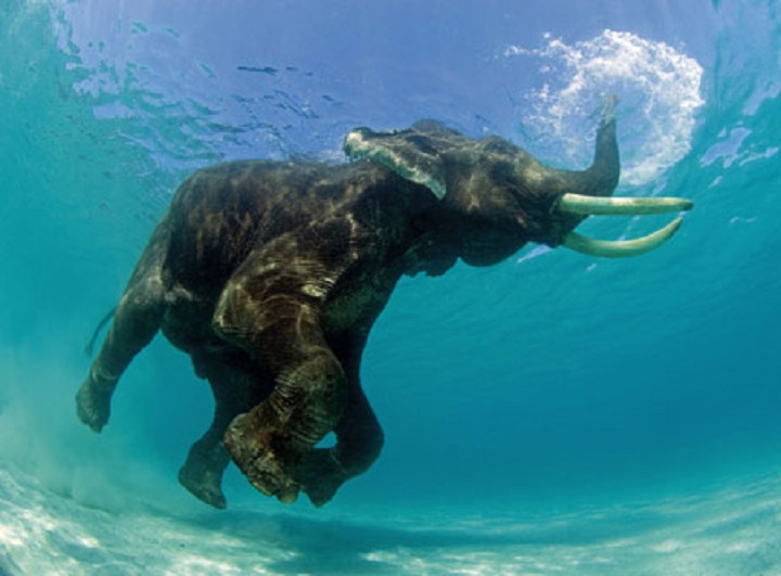 elephant-swimming-1