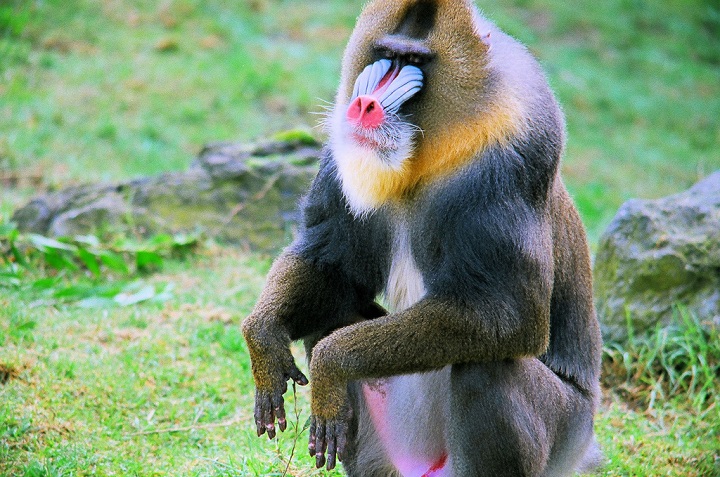 Mandrill