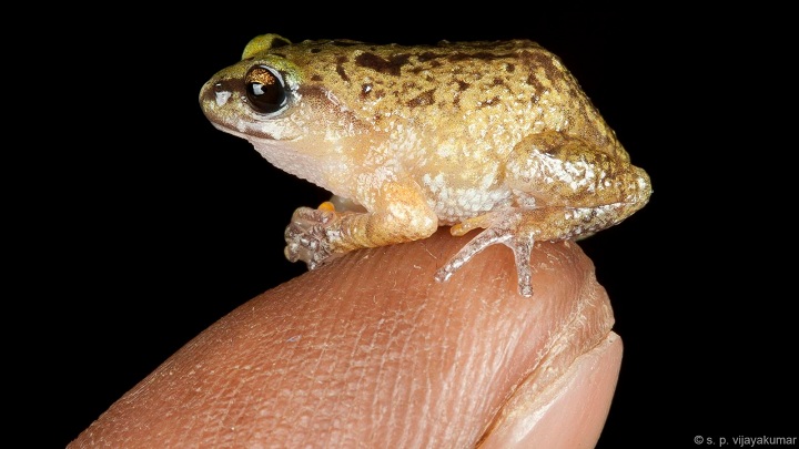 New Species Of Frog Smaller Than Thumbelina