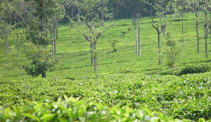 A tea garden on Western Ghats