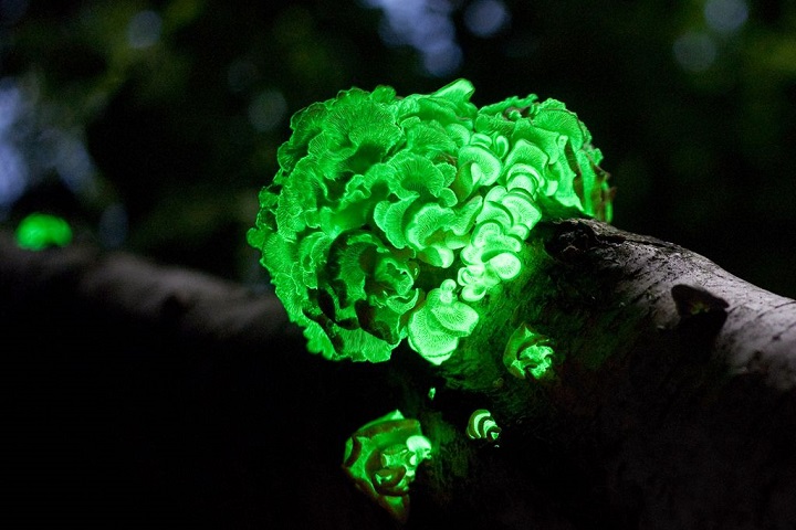 What is Bio-luminescence?