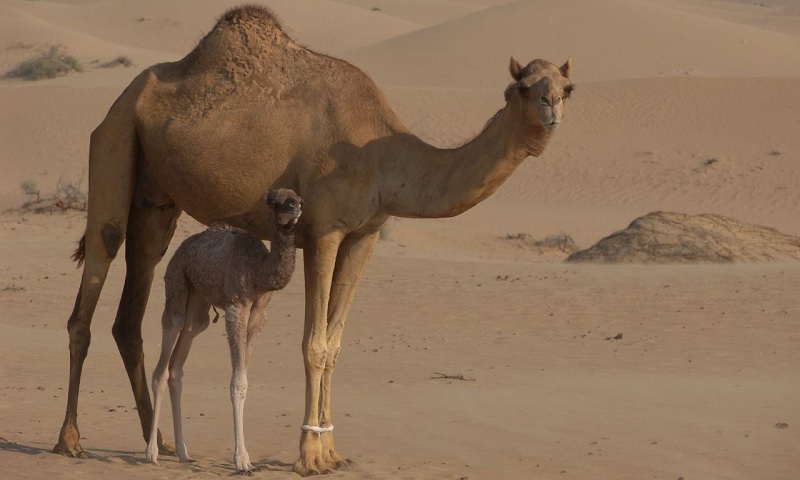 The Ship of The Desert – Camel
