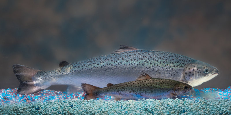 Genetically modified organism - salmon