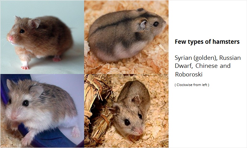 Types of hamsters