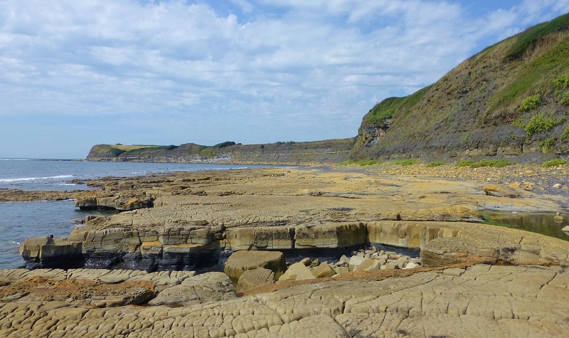 Fossil Forest at Dorset, a UNESCO designated World Heritage Site