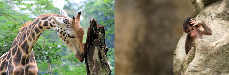 A giraffe and baboon at Singapore Zoo