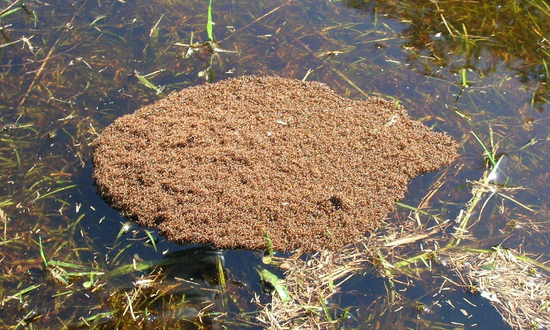 To survive floods, colonies of fire ants will join limbs to create a living raft.
