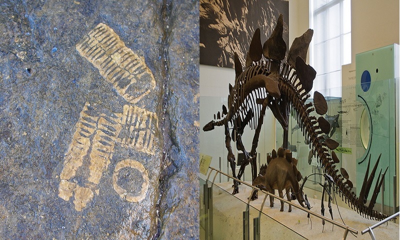 (L) - A fossil print on a rock is just an impression, Image Credit: Flickr user MGSpiller, via cc, (R) - A full skeleton of an adult Stegosaurus displayed at Americam Museum of National History. Not many fossil bones are found intact so scientists have to recreate the missing bones to complete the whole frame, Image Credit: Flickr User InSapphoWeTrust, via cc