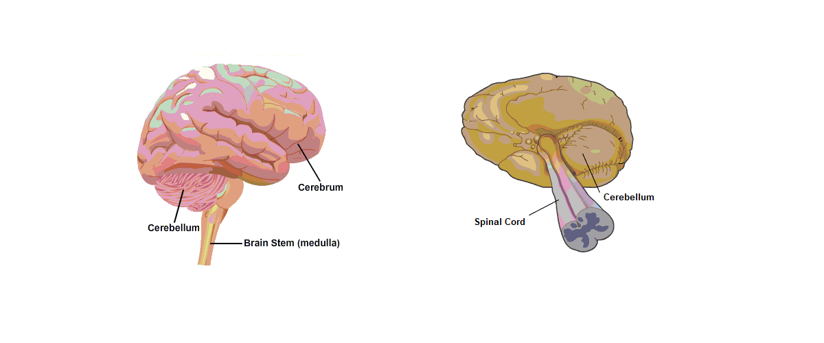 Parts of the human brain