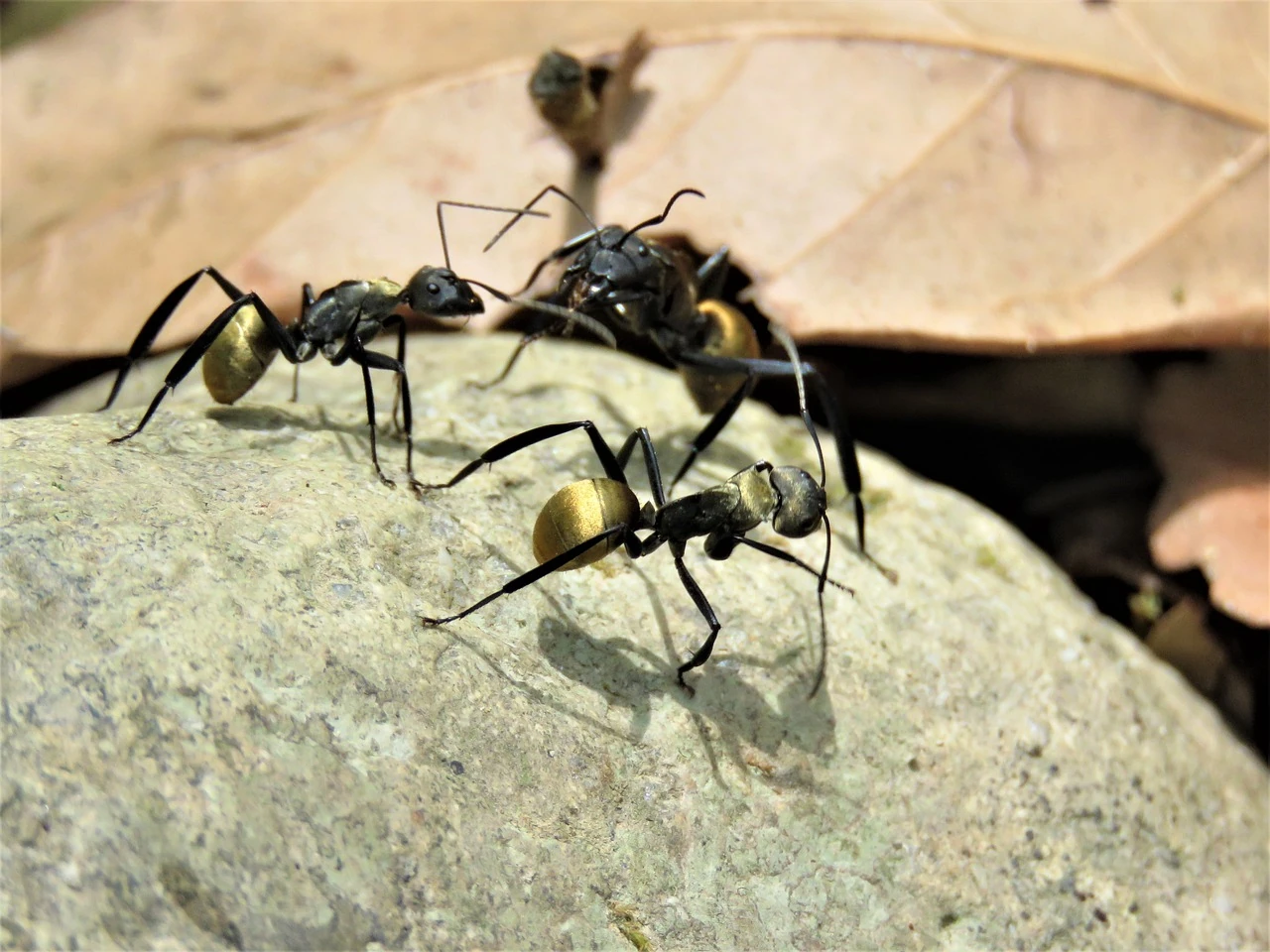 Spiny Ants: Tricksters That Play Dead